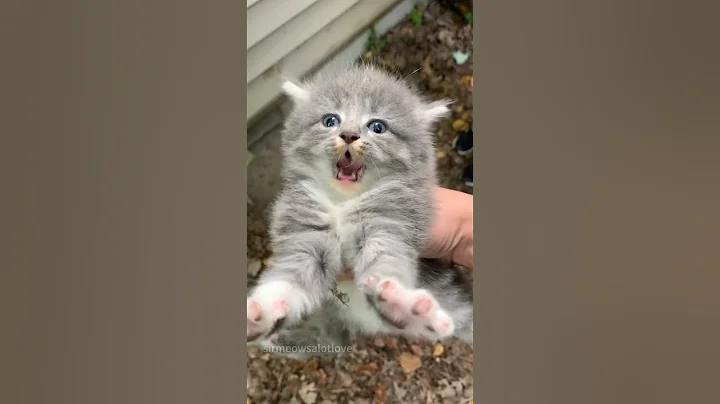 Video 10339461: cats catlover kitten meow, cute kitten meow catlover, kitten catlovers funny meow