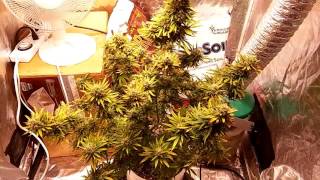 Critical kush flower stage