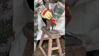 The master trims donkey's hooves, skillful technique, very relaxing to watch.