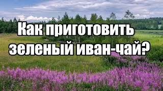 Как правильно приготовить зеленый иван-чай? Как готовить копорский чай? Как правильно приготовить зеленый иван-чай? Как готовить копорский чай?