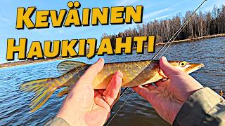 KEVÄINEN HAUKIJAHTI LEMPÄÄLÄSSÄ! (Ensimmäinen Kalavideo)