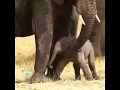 لقطة رائعة لأنثى الفيل وهي تساعد مولودها على الوقوف معهد الثقافة mp3