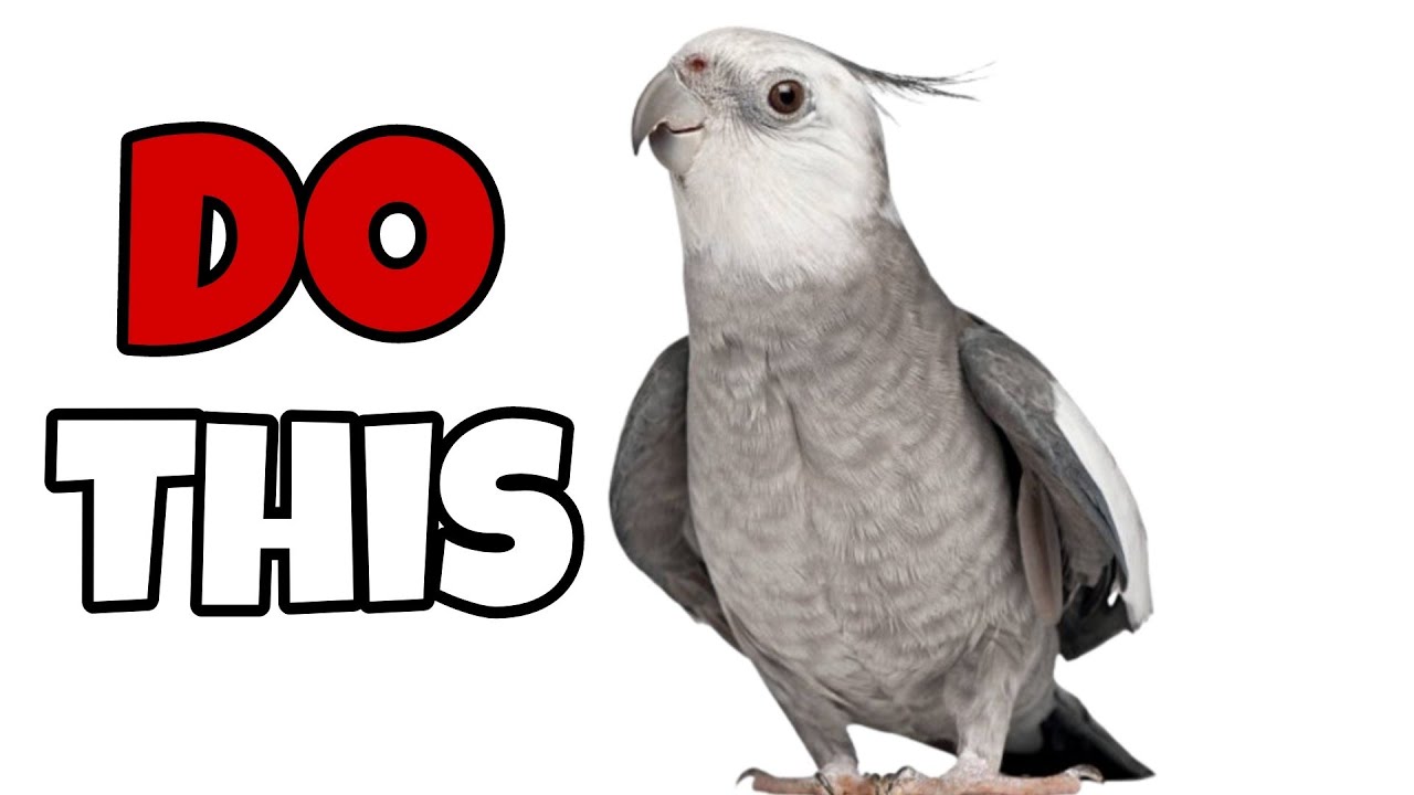 5 Things That Mean a Lot to Your Cockatiel