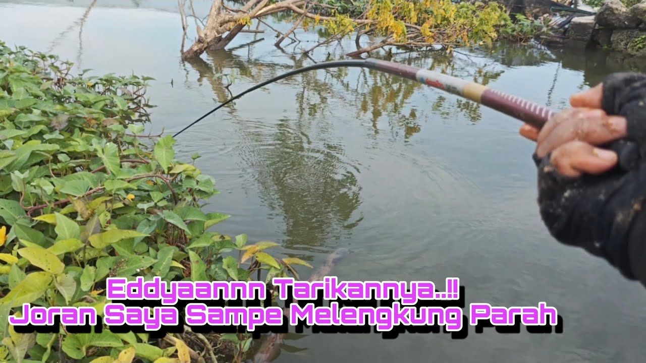 Positif Babon ‼️Senar Saya Sampe Menjerit Jerit Tarikannya Bikin Candu || Mancing Banjiran Lamongan