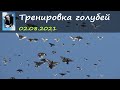 Тренировка голубей 02.08.2021 (Полная версия)