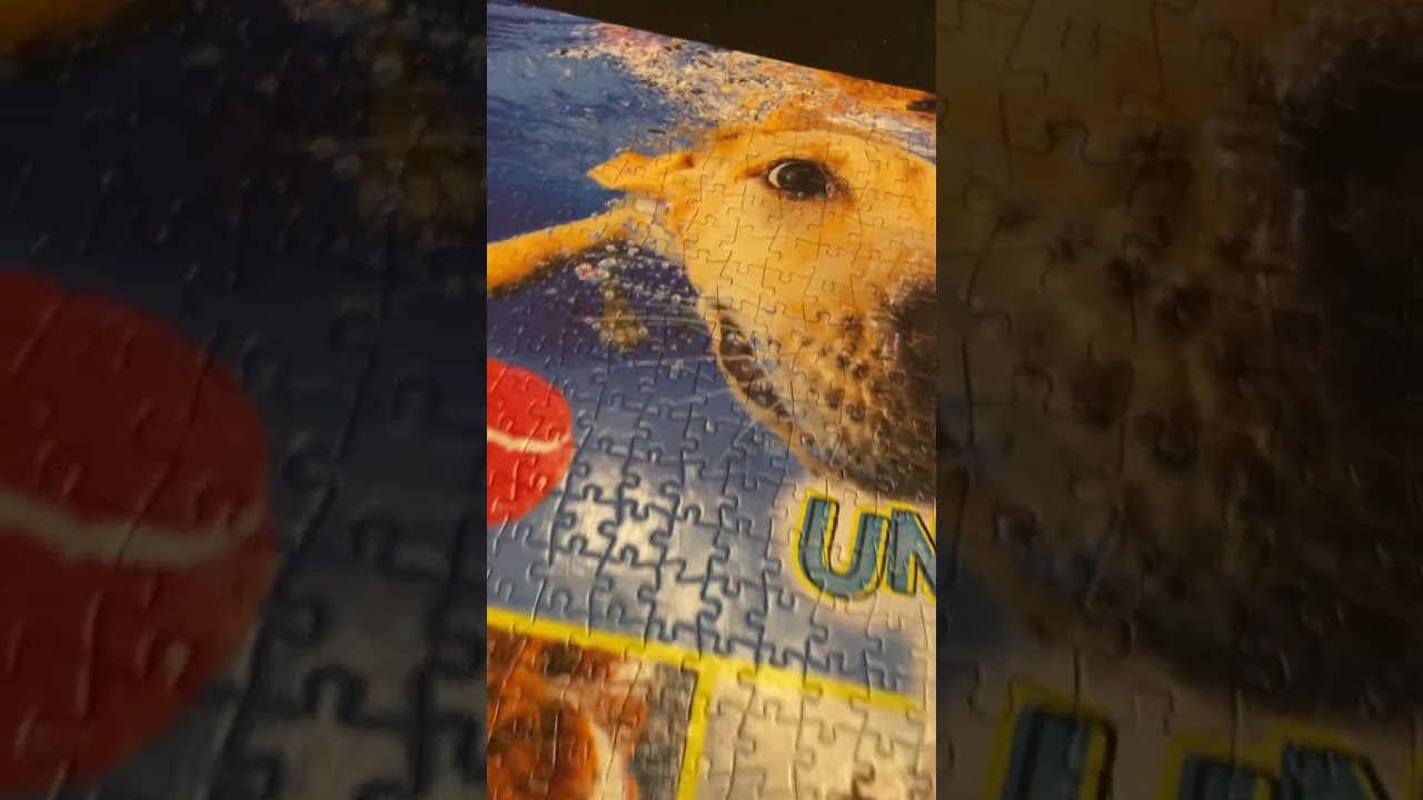 Underwater dogs! What could be better? 