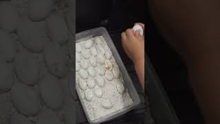 Download Lagu My kid teaches you how to hatch a tegu! MP3