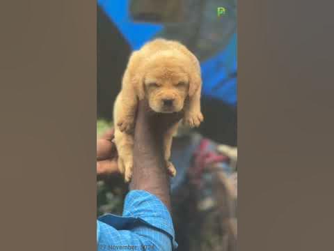 Labrador puppy || +91 85938 52209 || Trivandrum ||#plantorium