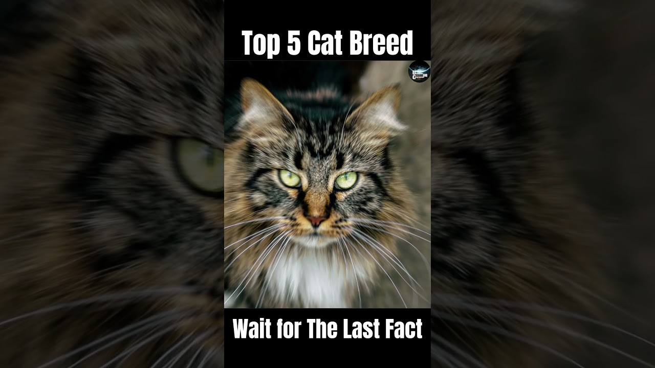 Top 5 Cat Breed  