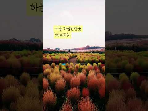 서울억새축제 하늘공원 핑크뮬리 억새 명소 야간에 한강위로 펼쳐지는 레이저쇼까지 꼭 보고오세요! #하늘공원 #하늘공원억새 #하늘공원핑크뮬리 #서울가볼만한곳 #서울야경명소