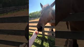 Trying To Keep The Peace