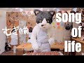 むぎ(猫) 『song of life』 【ミュージックビデオ】