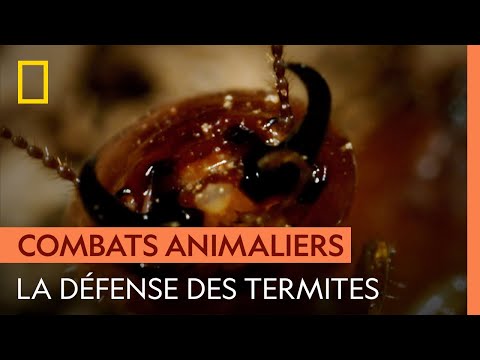 Une armée de termites tente de repousser l'assaut des fourmis légionnaires