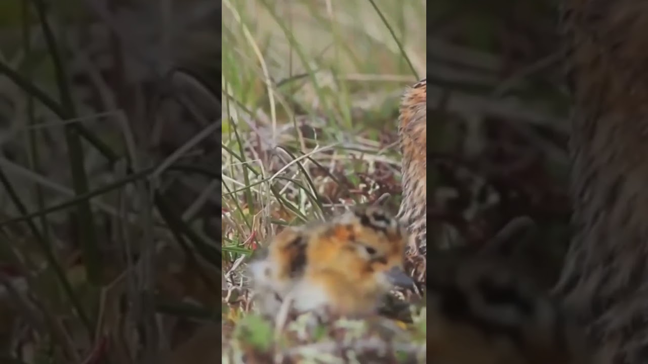 Tweeting for Survival: The Heart breaking Reality of Endangered Bird Species