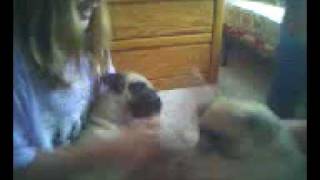 Super Pug Vs. Evil Pug