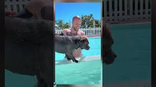 Family amino so happy #dog #americanbully #music #song #love #family #doglove #baby