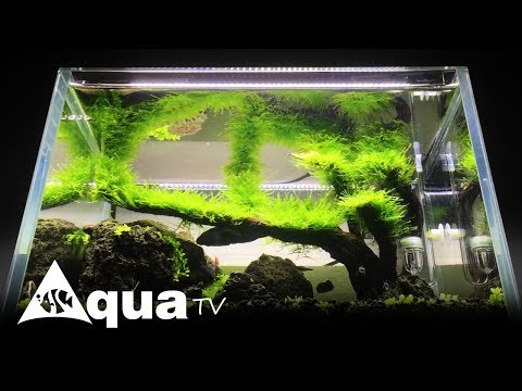 Video Hồ thủy sinh 40cm full trân châu ngọc trai sau 6 tuần... - youtube