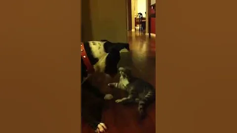 Beans and Dr.'s first meeting