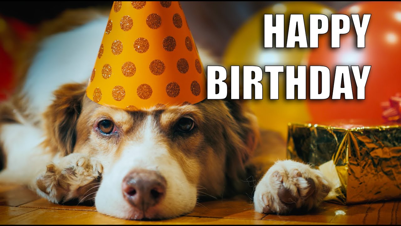 Happy Birthday Wishes For a Dog Lover 