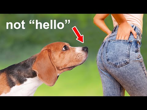 Video: Ko jūsu suns saņem no sniffing butts?