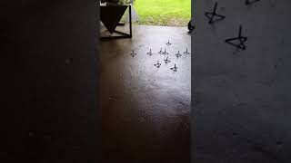 Caltrops