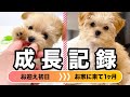【成長記録】チワプーの子犬がお家に来て1ヶ月。お迎え3日目に体調を崩したその後は?