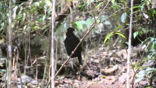 Western Parotia, Syoubri, West Papua Arfak Mountains 1
