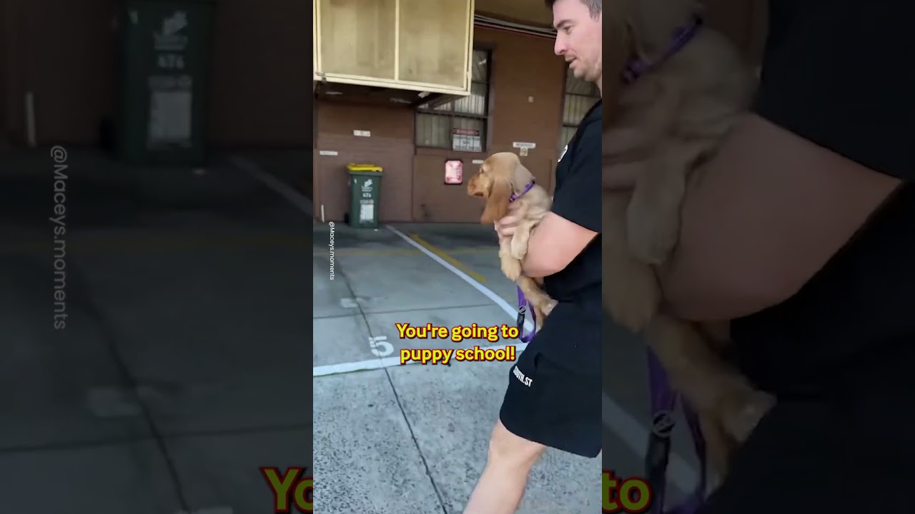 Puppy's First Ever Walk Outside! 🐶