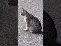 Kitty🐈#lol #viralvideo #funny #cat #shortvideo #trending #amazing #cute #video #animals #trend #love