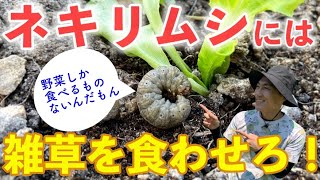 雑草は取るな！超簡単なネキリムシ対策。ハダニやヨトウムシなどについても解説。