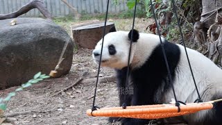 雅一钓猫爆笑真是熊猫不急饲养员急啊