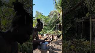 Download Lagu Outdoor Cooking Jamaica | Jamaican Ginger Tea #shortsfeed #outdoorcooking #shorts MP3