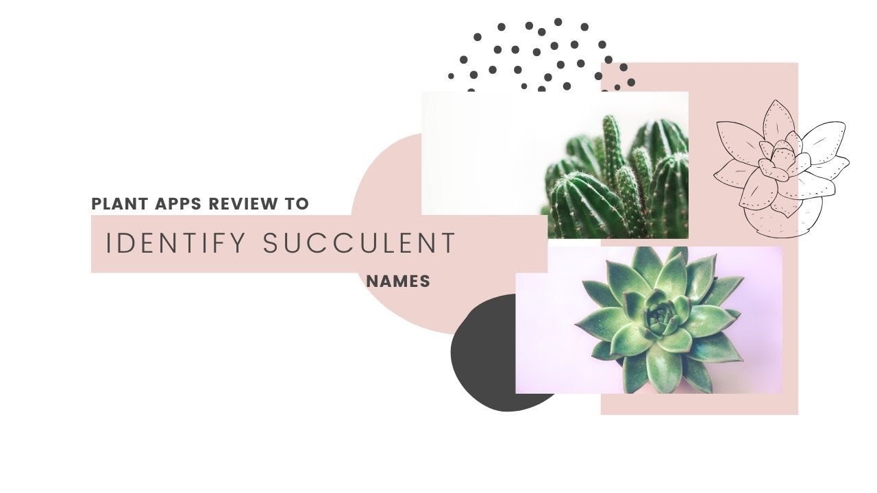 Plant Apps Review to Identify Succulent Names