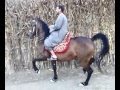 الاميره شهد من مزعه العمده سامى الشاذلى 