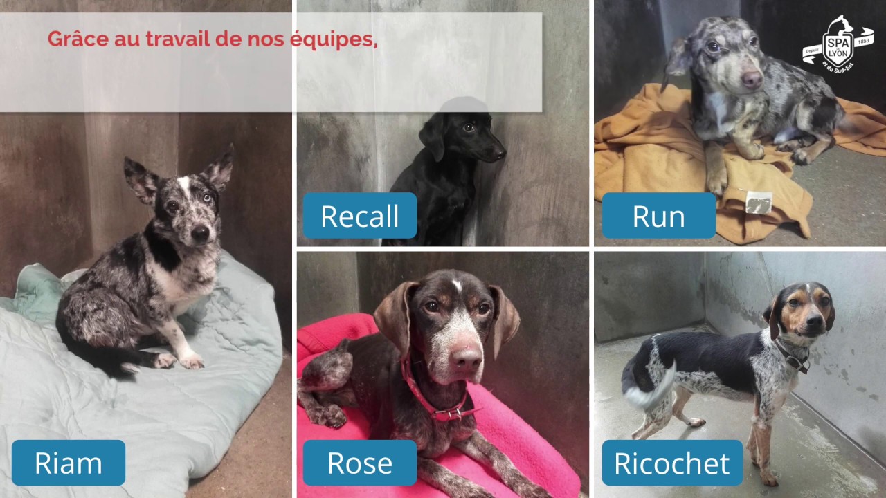 69530 Brignais Spa Brignais Chien à Adopter