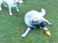 Labrador Retriever and Estrela Mountain Dog ( Serra da Estrela Portugues) playing