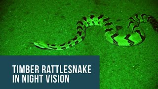 ⁣Timber Rattlesnake in Night Vision - Sony AX53