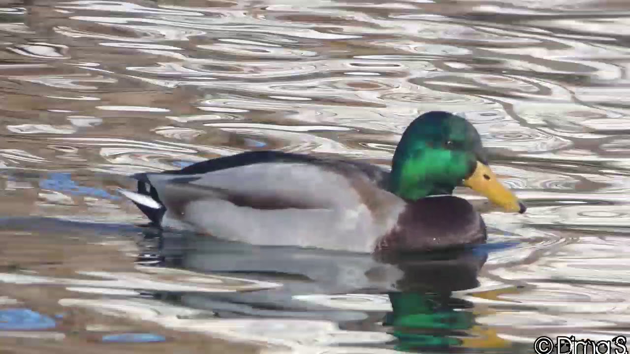 Weiblicher/Männlicher 3D Schwimmender Erpel Entenköder