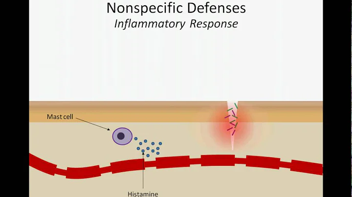 The Inflammatory Response