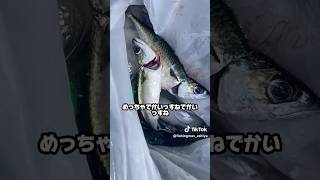 5月4日、関西最大級の釣り場！最新釣果情報！！#shorts #short