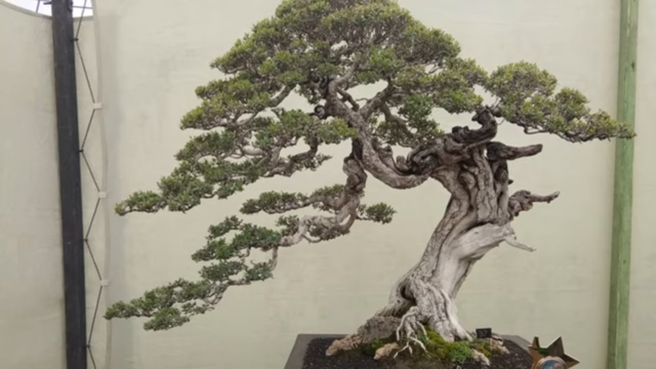 Bonsai beautiful made in INDONESIA part 2 YouTube