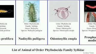List of Animal of Order Phyllodocida Family Syllidae syllis myrianida exogone gracilis dispar