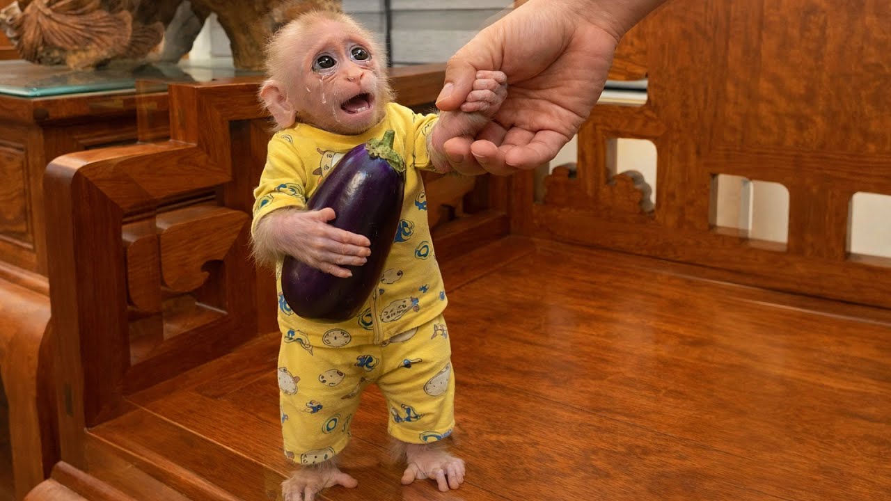 Poor Monkey BiBi Crying for Dad's Special Eggplant Recipe!