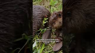 How are beavers fixing the environment? #nature #resolvetosolve
🦫 Leave it to beavers, natures original landscape engineers.
Meet Emily Fairfax, a scientist whose life was changed by a @naturepbs documentary about beavers and who now studies the incredible ways these animals reshape their environments.
Learn how beavers are reshaping the environment and why theres reason for optimism in “Resolve to Solve with Miles OBrien,” streaming now wherever you watch PBS. How are beavers fixing the environment? #nature #resolvetosolve