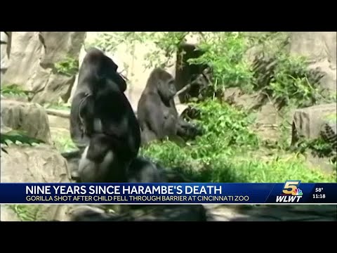 9 years ago today: Remembering Harambe on the anniversary of his death