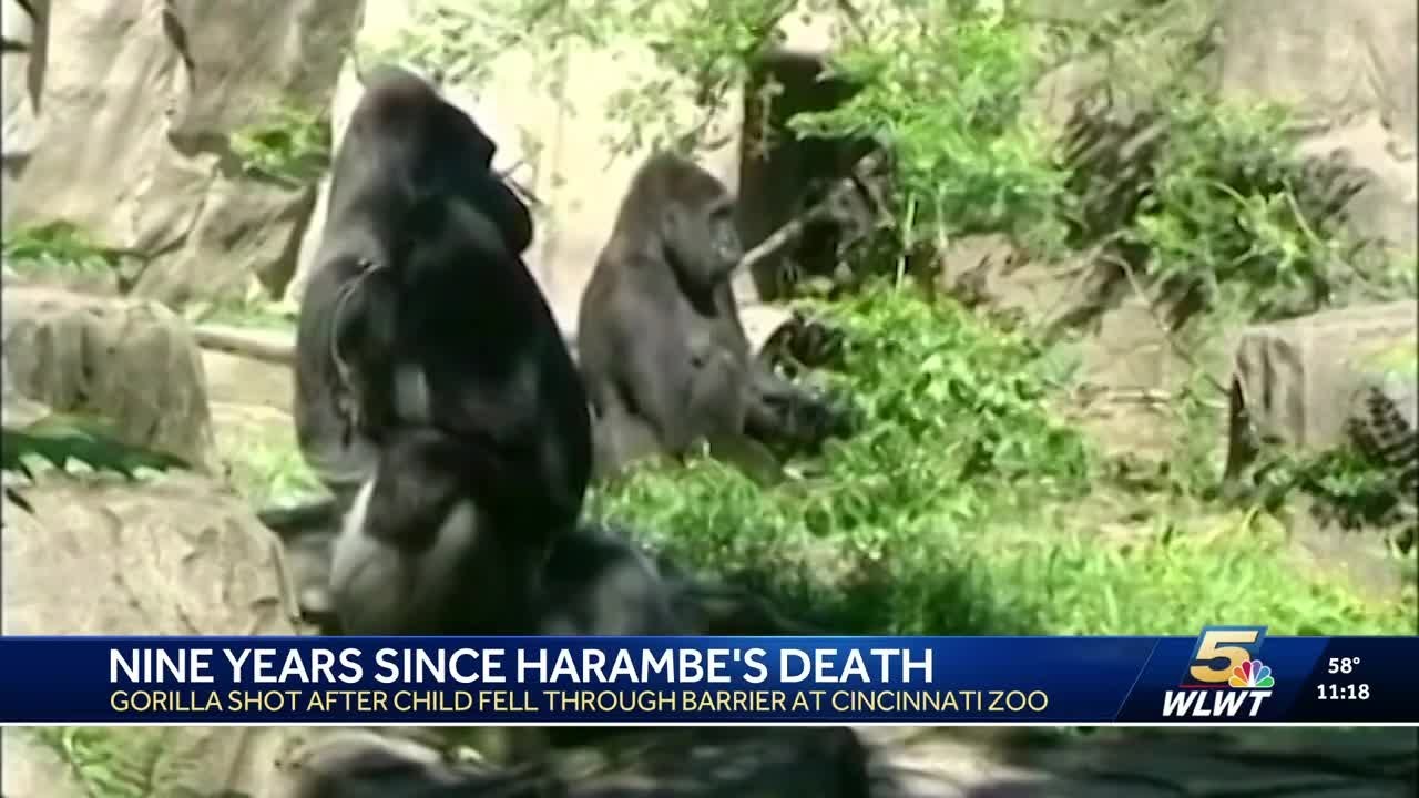 9 years ago today: Remembering Harambe on the anniversary of his death