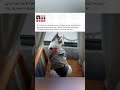 У кота президента Индонезии появилась личная охрана