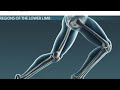 #youtubeshorts #muscle #anatomy #humanbody #lowerlimbanatomy skeleton system 3d❤️ Hindi explanation