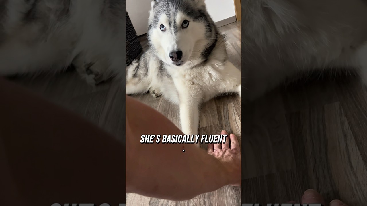 Ayla the Blue-Eyed Husky with a Thousand Expressions | Husky Face Compilation 