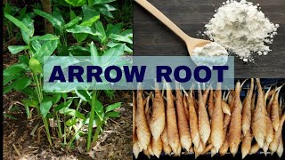 Arrow Root Health Benefits And Recipe